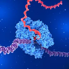 Unwound DNA being transcribed into mRNA